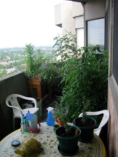 Summer 2007, looking north