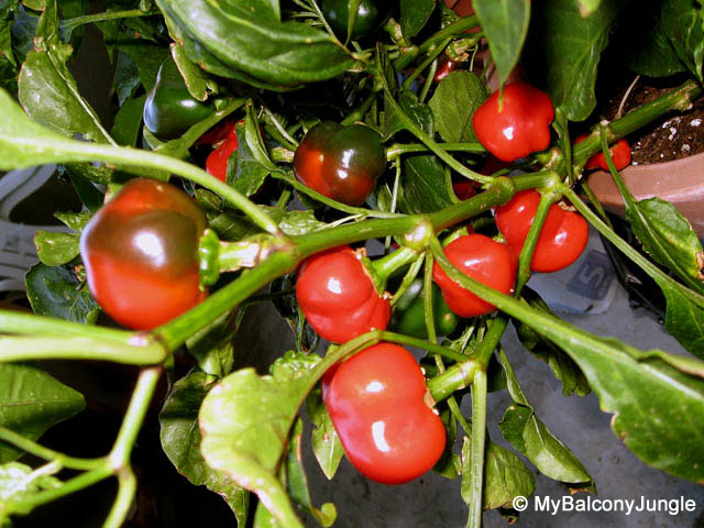 Container Grown Hot Cherry Peppers