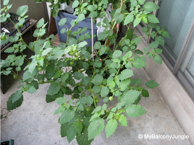 Container grown Ground Cherry Plant
