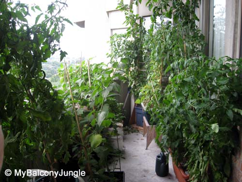 balcony garden